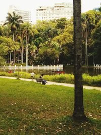 Trees in park