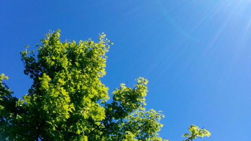 Low angle view of trees against blue sky