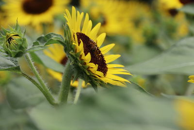 Close-up of butterfly pollinating on flower