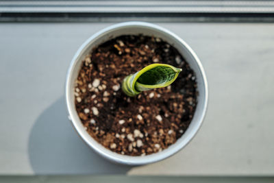 High angle view of potted plant in container