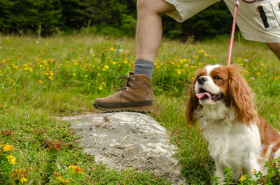 Foot in a hiking shoe on a stone and adorable cavalier king charles spaniel