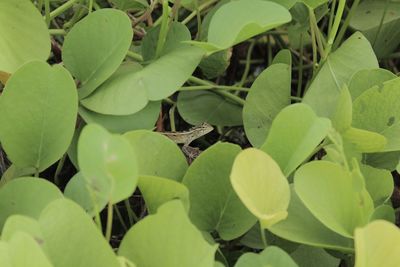 Close-up of green leaves