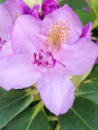 Close-up of pink flower blooming outdoors