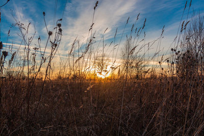 Plants growing on land against sky during sunset