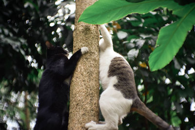 Low angle view of cats on tree