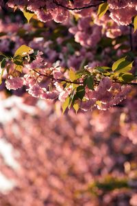 Close-up of cherry blossoms in spring