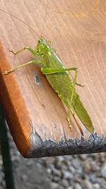 Close-up of insect on wood