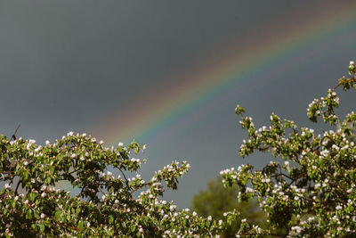 Low angle view of flowering plants against sky