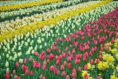 Colorful flowers in row