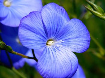 Close-up of purple flower