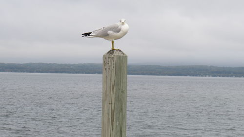 Seagull perching on wooden post by sea against sky