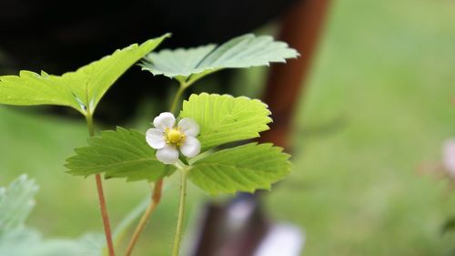 Close-up of strawberry plant blooming