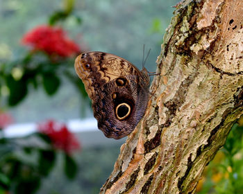 Close-up of tree trunk