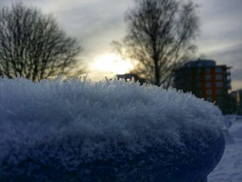 Bare trees in snow covered landscape