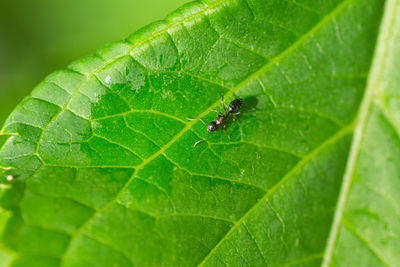 High angle view of insect on leaf