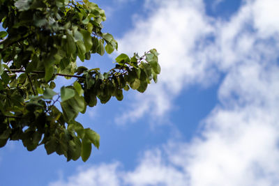 Low angle view of tree against blue sky