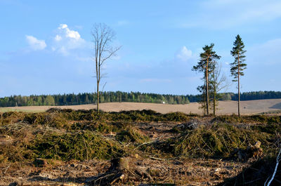 Plants growing on land against sky