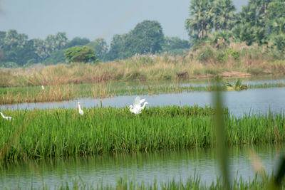 View of a duck in lake