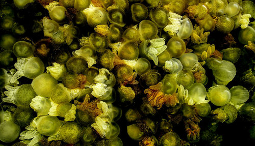 Full frame shot of fruits for sale in market