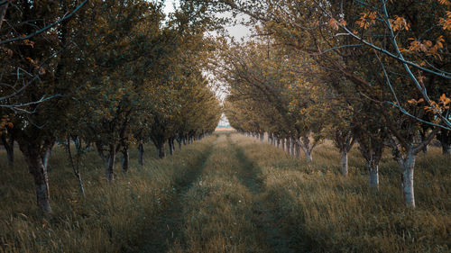 Trees on field during autumn