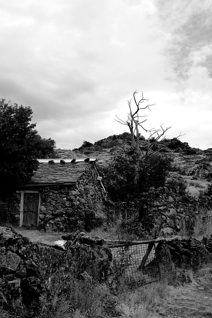 TREE AGAINST SKY