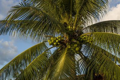 Low angle view of palm tree against sky