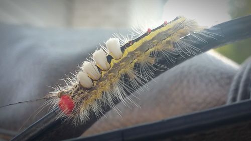 Close-up of spiked cactus