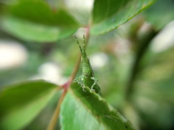 Close-up of water drops on plant