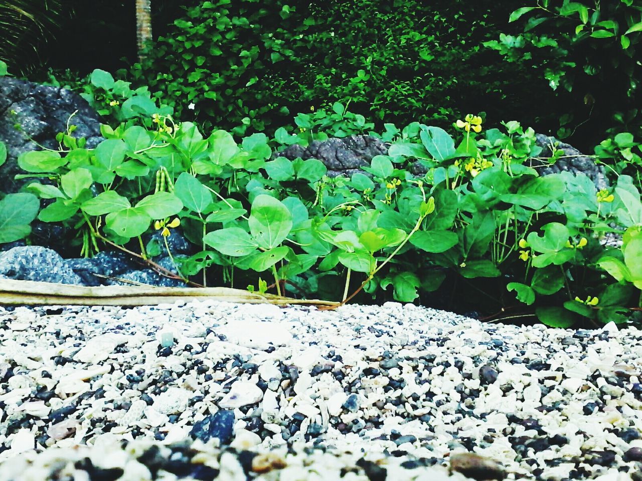 growth, nature, leaf, green color, no people, day, outdoors