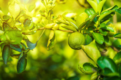 Close-up of fruits growing on tree