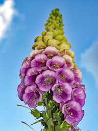 Close-up low angle view of flowers against blue sky