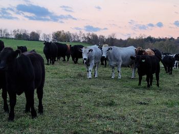 Cows on field