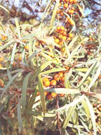 Close-up of fruits growing on tree