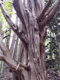 Close-up of tree trunk in forest