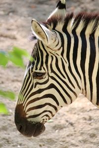 Close-up of a zebra