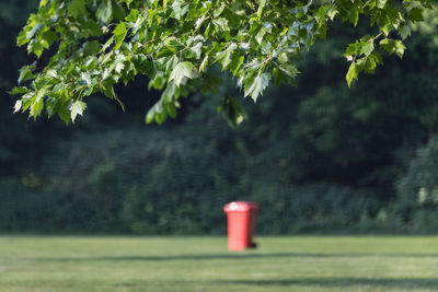 Red light on field against trees