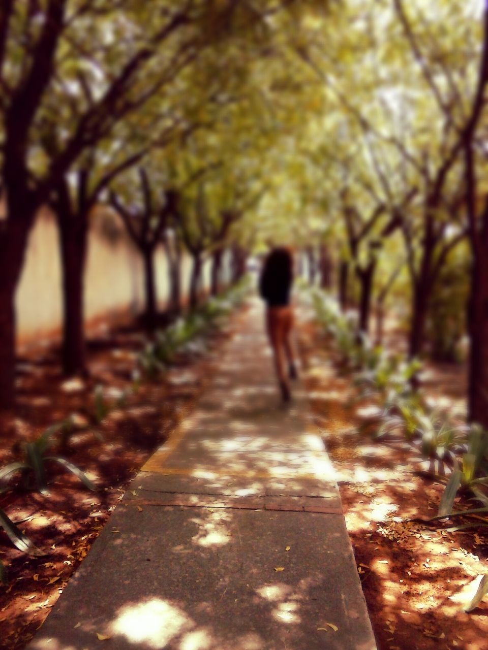 walking, the way forward, rear view, tree, full length, lifestyles, men, leisure activity, diminishing perspective, footpath, person, transportation, street, shadow, vanishing point, growth, day