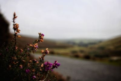 Close-up of purple flowering plants on field
