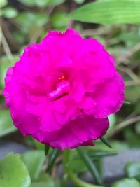 Close-up of pink flower blooming outdoors