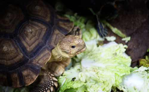 Close-up of a turtle