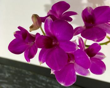 Close-up of purple flowers blooming outdoors