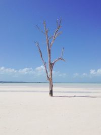 Bare tree on beach against blue sky