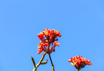 Low angle view of flowering plant against blue sky