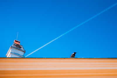 Horse against clear blue sky