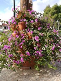 Pink flowers on potted plant