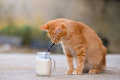 Close-up of cat drinking water in jar