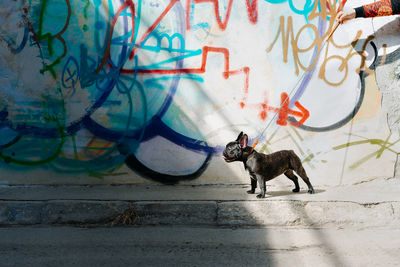 Dog on the street