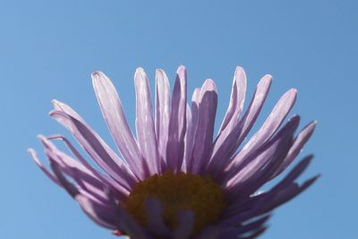 Close-up of pink flower against blue sky