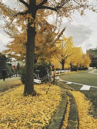 Trees in city during autumn