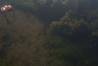 High angle view of trees by sea